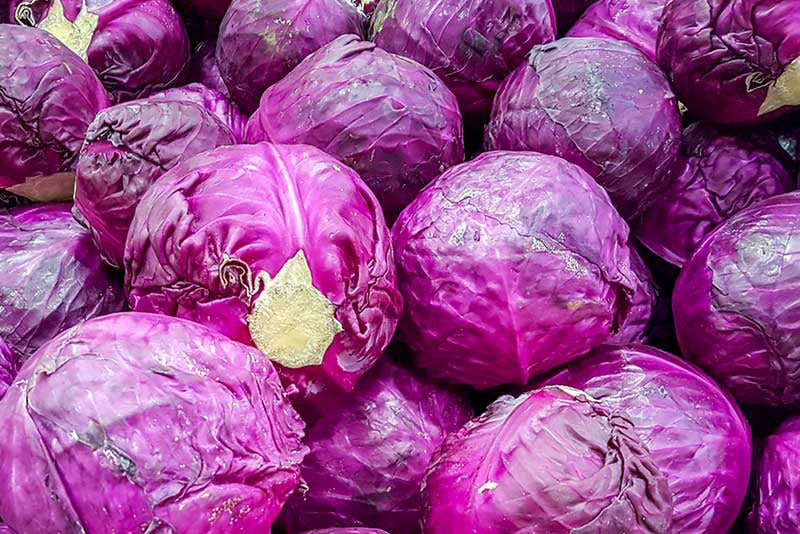 Repollo Morado (unidad)