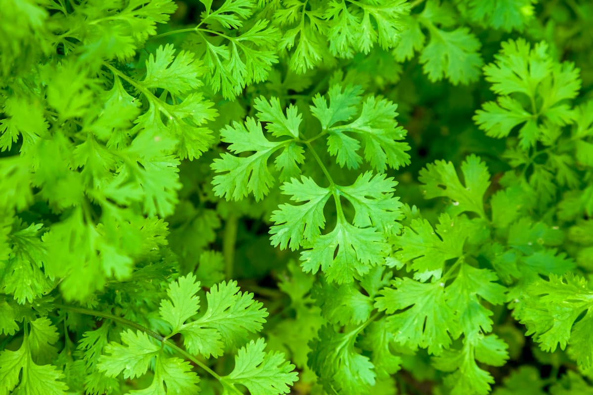 Cilantro (atado)