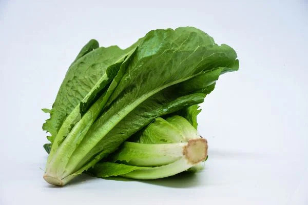 Lechuga Costina (unidad)