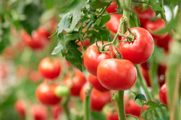 Tomate Larga Vida (unidad)